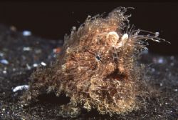 Hairy Frogfish must be one of the craziest creatures in n... by Richard Smith 
